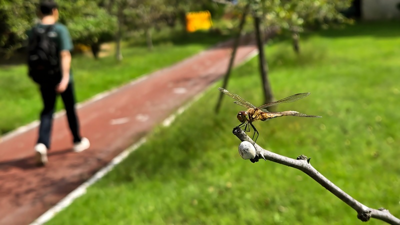 나뭇가지의 고추좀잠자리 (Sympetrum frequens) (암컷); DISPLAY FULL IMAGE.