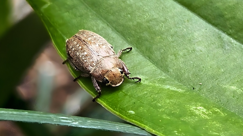 옥잠화 잎의 주둥무늬차색풍뎅이 (Adoretus tenuimaculatus) (부분확대); DISPLAY FULL IMAGE.
