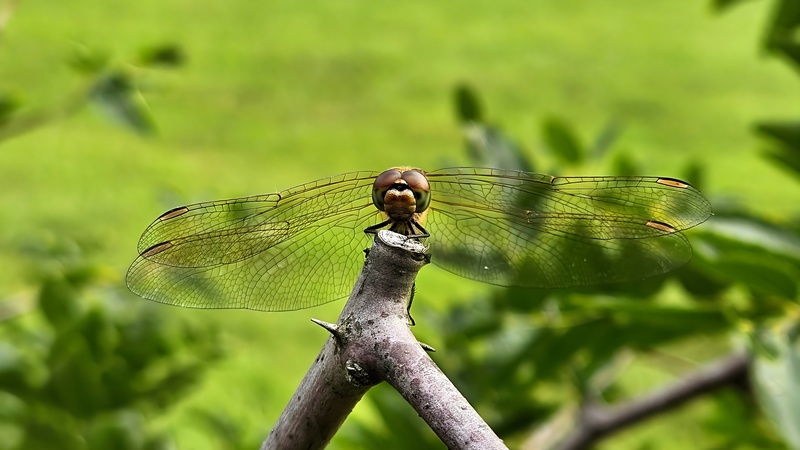 나뭇가지의 고추좀잠자리 (Sympetrum frequens) (암컷); DISPLAY FULL IMAGE.