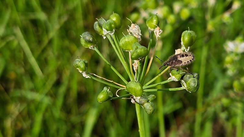 부추열매의 알락수염노린재 (Dolycoris baccarum) 약충; DISPLAY FULL IMAGE.
