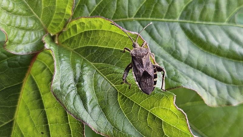 꽈리허리노린재 (Acanthocoris sordidus); DISPLAY FULL IMAGE.