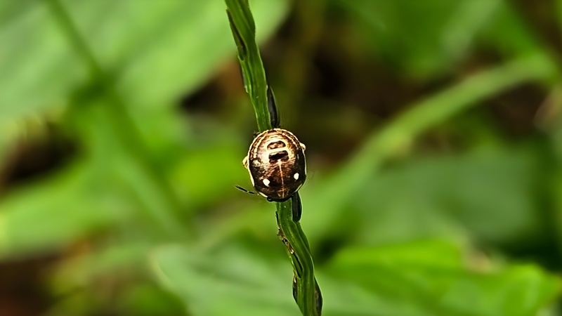풀이삭의 가시점둥글노린재 (Eysarcoris aeneus) 약충 (추정) (확대); DISPLAY FULL IMAGE.