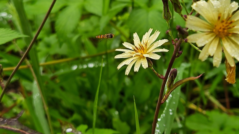 왕고들빼기 꽃으로 날아드는 호리꽃등에 (Episyrphus balteatus); DISPLAY FULL IMAGE.