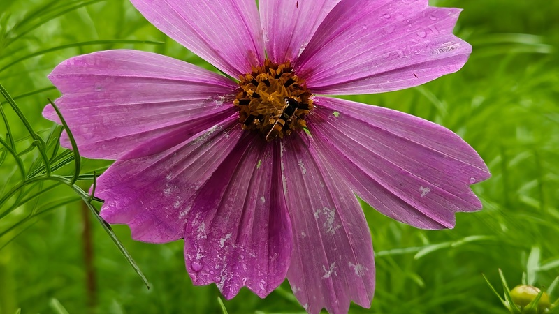 살사리꽃의 꼬마꽃등에 (Sphaerophoria scripta) 수컷; DISPLAY FULL IMAGE.
