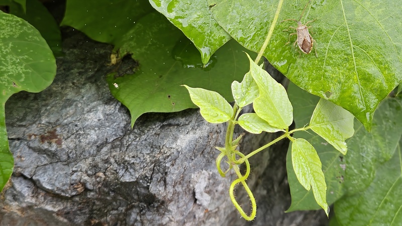 비와 칡과 두점배허리노린재 (Homoeocerus unipunctatus); DISPLAY FULL IMAGE.