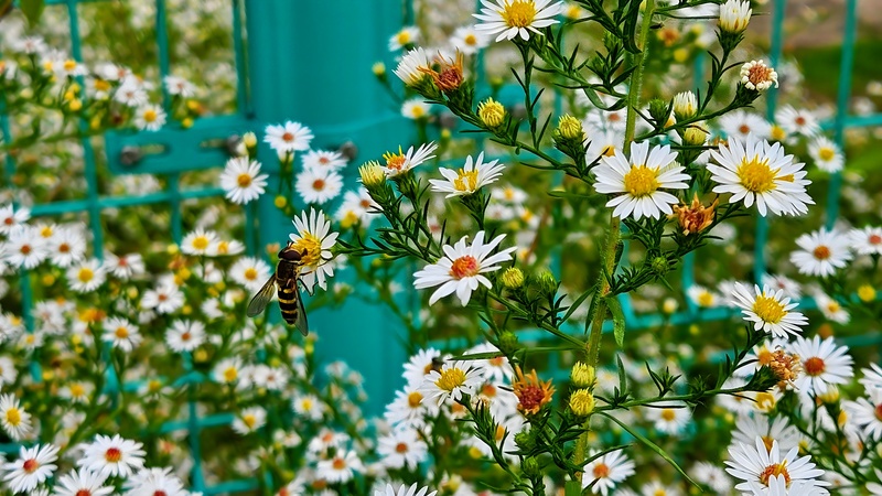 미국쑥부쟁이 꽃을 찾은 물결넓적꽃등에 (Eupeodes nitens) (추정); DISPLAY FULL IMAGE.
