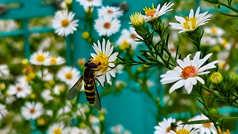 미국쑥부쟁이 꽃을 찾은 물결넓적꽃등에 (Eupeodes nitens) (추정) (부분확대); DISPLAY FULL IMAGE.