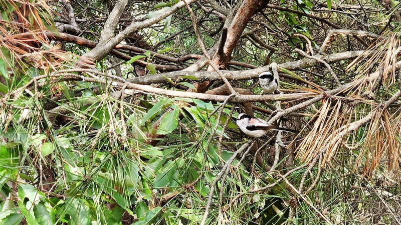 나뭇가지의 오목눈이 (Aegithalos caudatus) 두 마리 (부분확대); DISPLAY FULL IMAGE.
