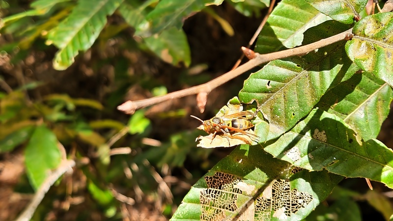 쌍살벌 --> 꼬마쌍살벌? (Polistes japonicus) (추정); DISPLAY FULL IMAGE.