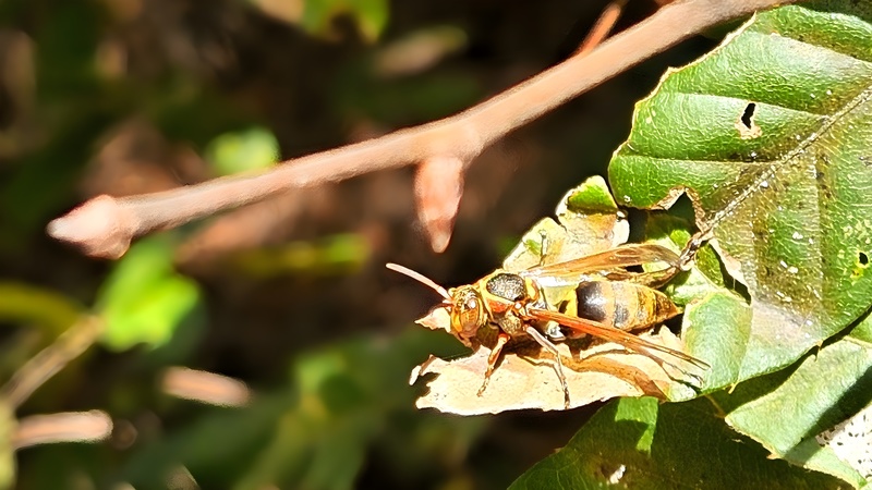 쌍살벌 --> 꼬마쌍살벌? (Polistes japonicus) (추정) (부분확대); DISPLAY FULL IMAGE.