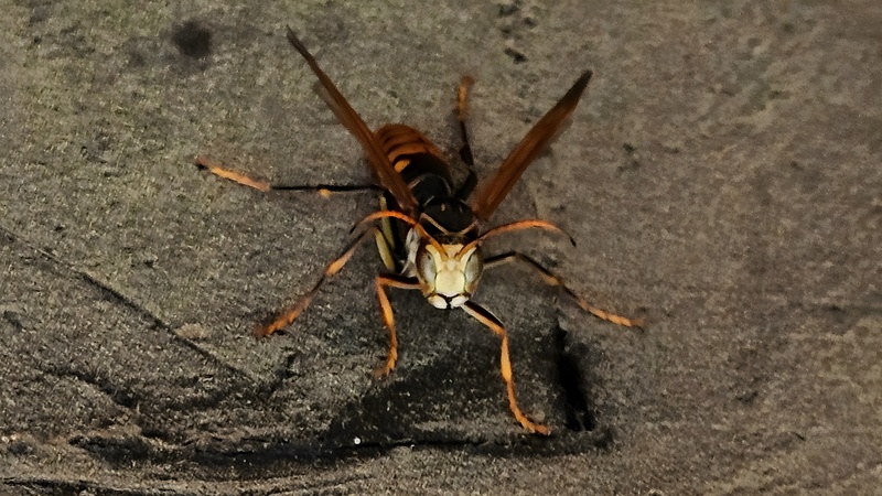 흰색 얼굴의 쌍살벌, 왕바다리 (Polistes rothneyi) (추정) (부분확대); DISPLAY FULL IMAGE.