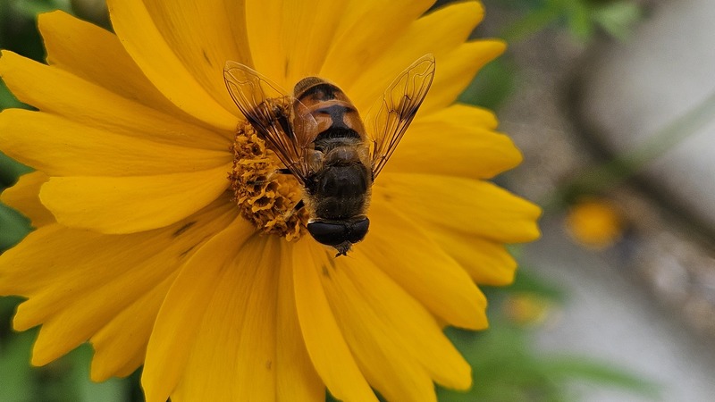 큰금계국 꽃의 꽃등에 (Eristalis tenax); DISPLAY FULL IMAGE.