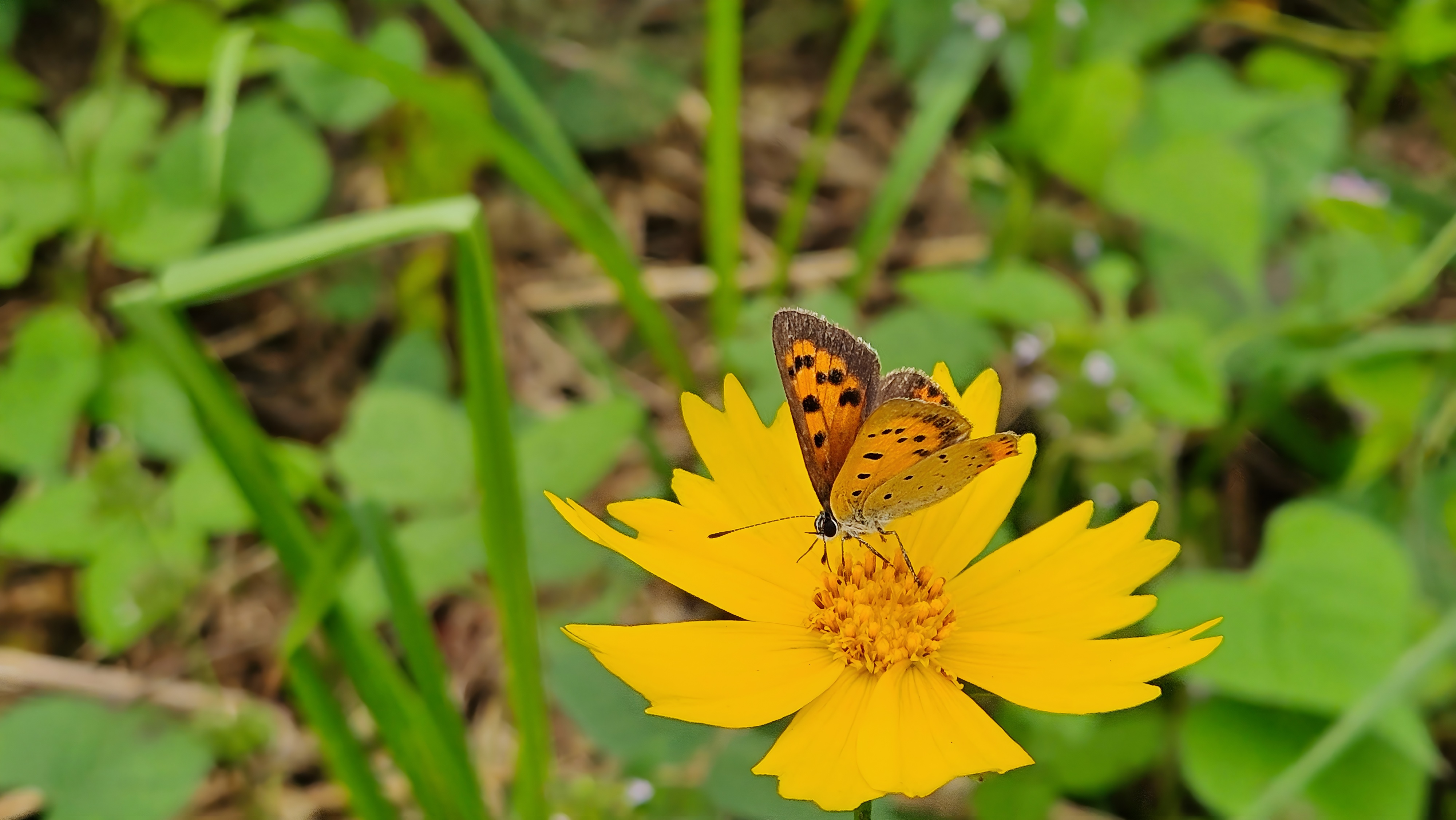 큰금계국 꽃의 작은주홍부전나비 (Lycaena phlaeas); Image ONLY