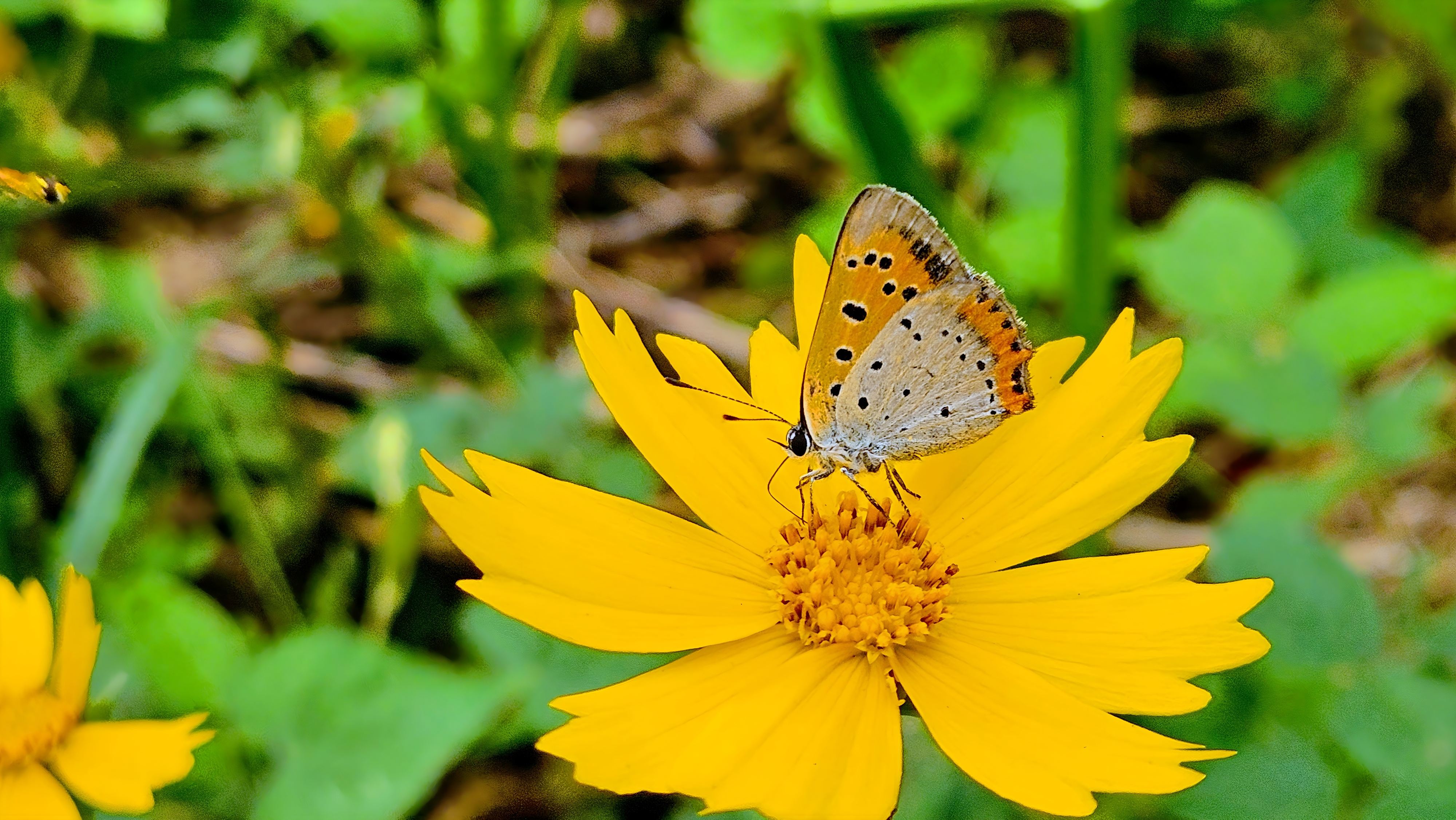 큰금계국 꽃의 작은주홍부전나비 (Lycaena phlaeas); Image ONLY
