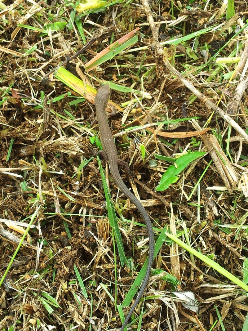 [옛사진] 줄장지뱀 (Takydromus wolteri); DISPLAY FULL IMAGE.