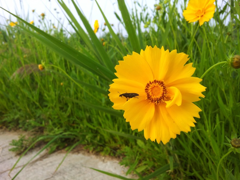 [옛사진] 큰금계국의 흰띠길쭉바구미 (Lixus acutipennis) (추정); DISPLAY FULL IMAGE.