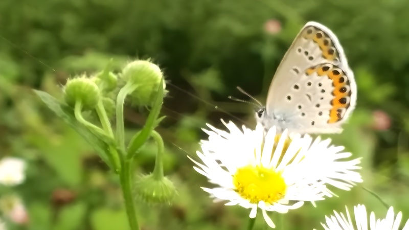 [옛사진] 개망초 꽃의 부전나비 (Plebejus argyrognomon) (부분확대); DISPLAY FULL IMAGE.
