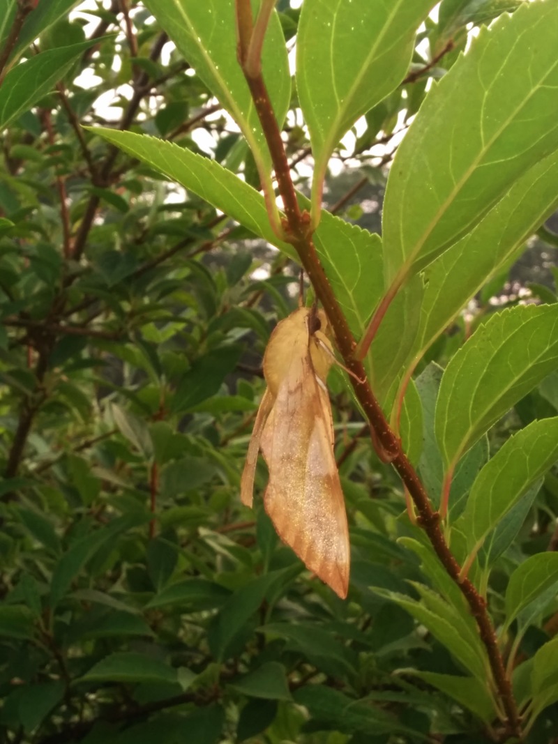 [옛사진] 콩박각시 (Clanis bilineata); DISPLAY FULL IMAGE.