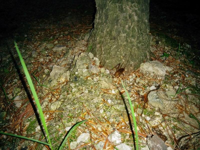 [옛사진] 꼽등이 (Diestrammena coreana); DISPLAY FULL IMAGE.