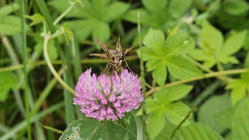 붉은토끼풀꽃의 줄점팔랑나비 (Parnara guttata); DISPLAY FULL IMAGE.