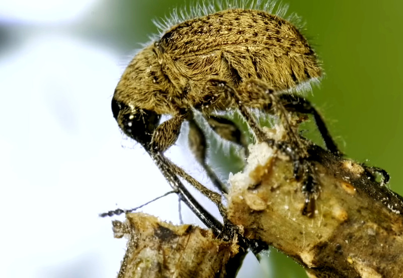 [갈무리] 상수리나무 가지를 자르는 도토리거위벌레 (Cyllorhynchites ursulus); DISPLAY FULL IMAGE.