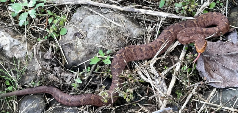 [갈무리] 쇠살모사/쇠살무사 (Gloydius ussuriensis); DISPLAY FULL IMAGE.