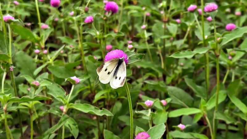 천일홍과 배추흰나비 (Pieris rapae); DISPLAY FULL IMAGE.