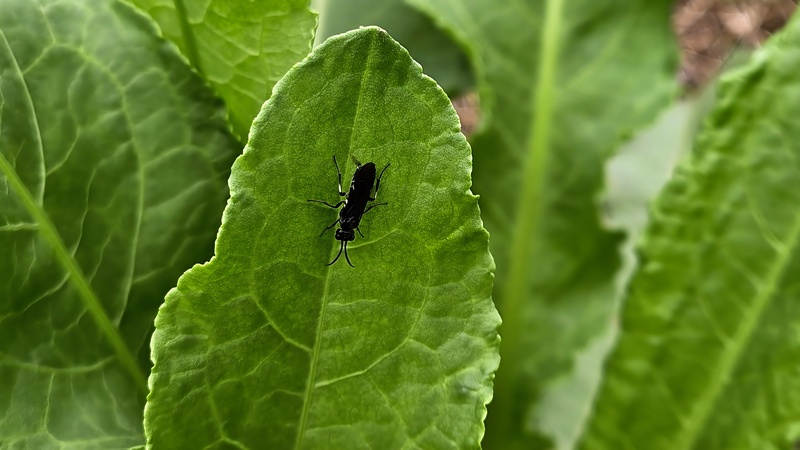 소리쟁이 잎의 검정날개잎벌 (Allantus luctifer); DISPLAY FULL IMAGE.