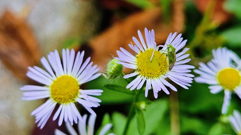 개망초 꽃의 밝은색장님노린재 (Taylorilygus apicalis); DISPLAY FULL IMAGE.