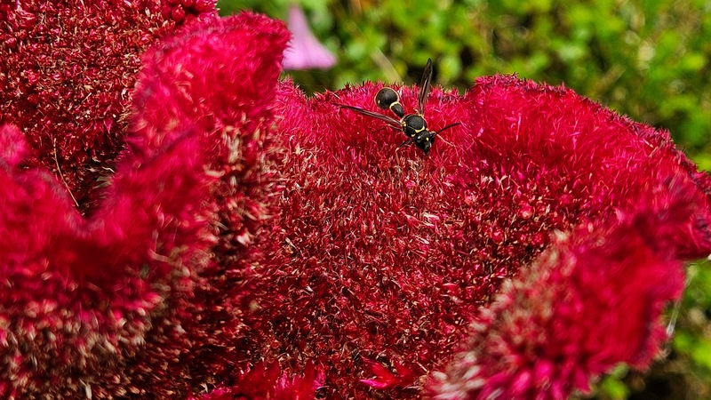 맨드라미 꽃의 점호리병벌 (Eumenes punctatus) (추정); DISPLAY FULL IMAGE.