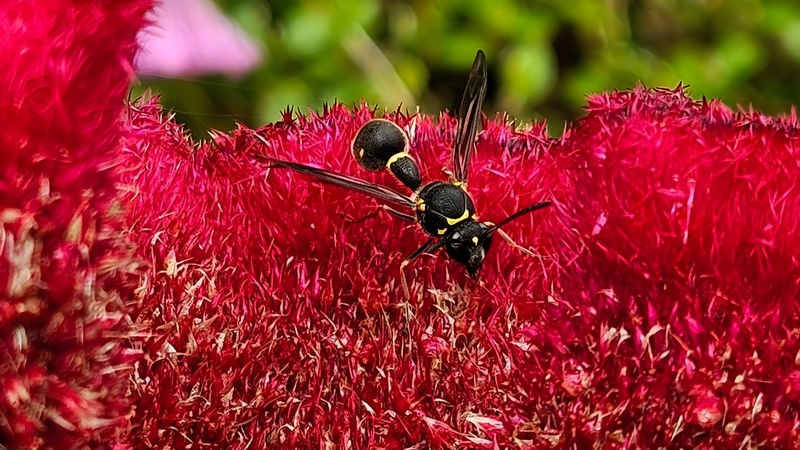 맨드라미 꽃의 점호리병벌 (Eumenes punctatus) (추정) (부분확대); DISPLAY FULL IMAGE.