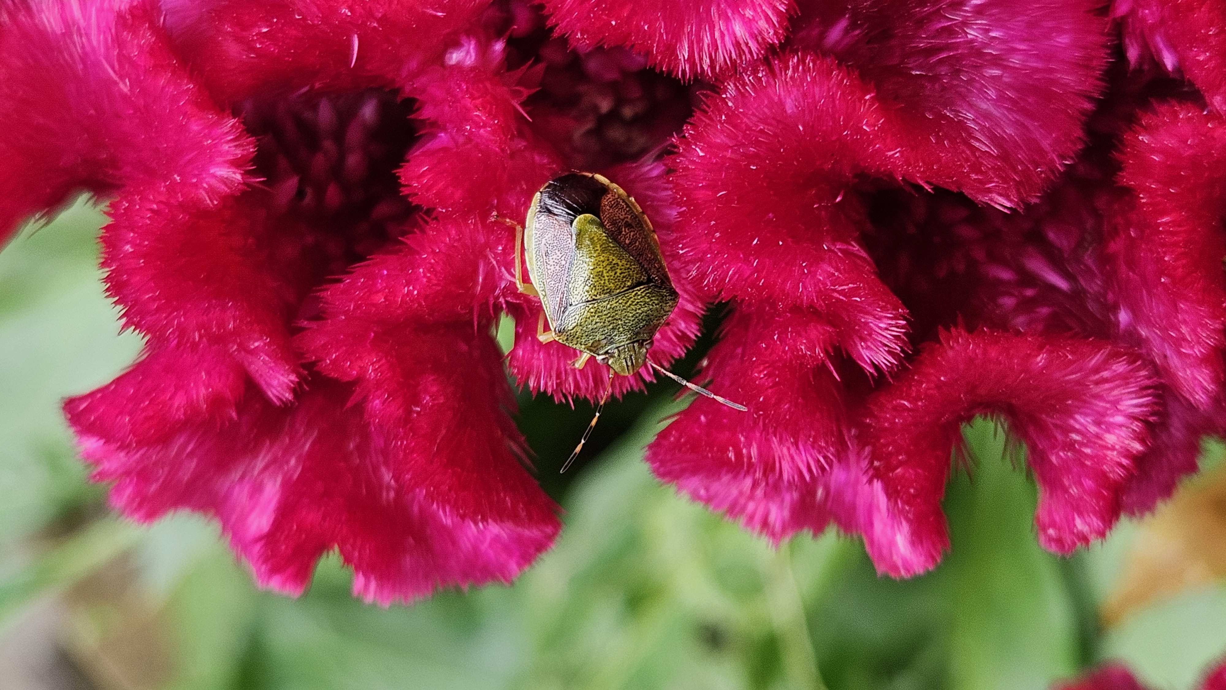 맨드라미꽃의 갈색날개노린재 (Plautia stali); Image ONLY