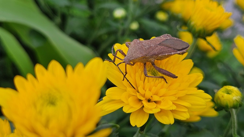 국화꽃의 장수허리노린재 (Anoplocnemis dallasi); DISPLAY FULL IMAGE.