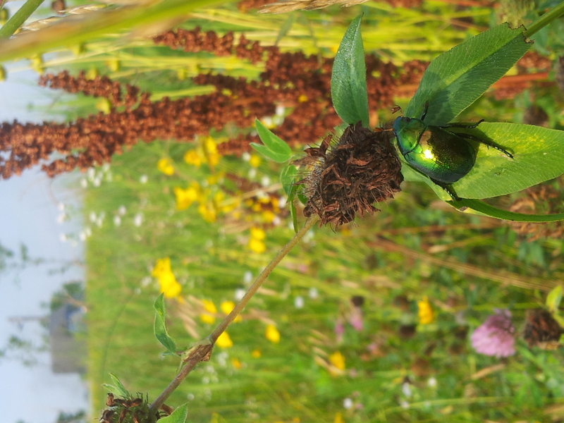 [옛사진] 풍뎅이 (Mimela splendens); DISPLAY FULL IMAGE.