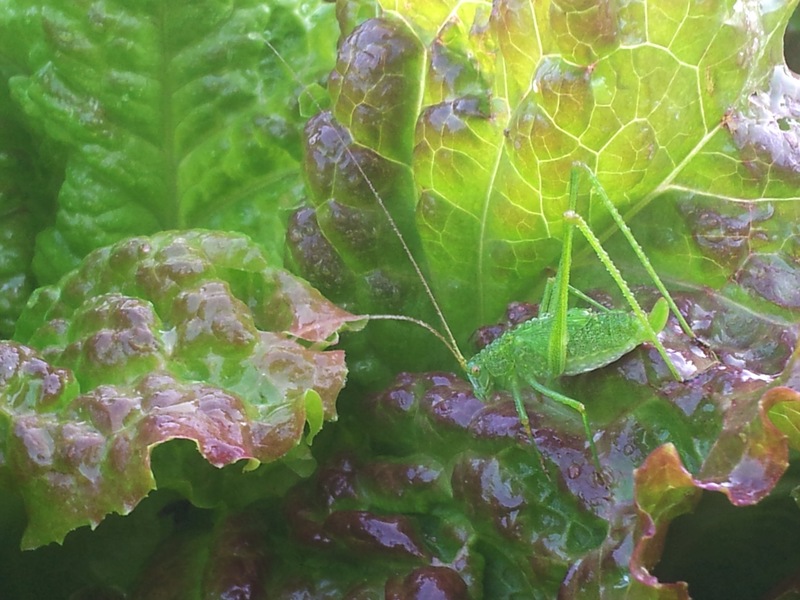 [옛사진] 상추잎의 실베짱이 (Phaneroptera falcata) 약충; DISPLAY FULL IMAGE.