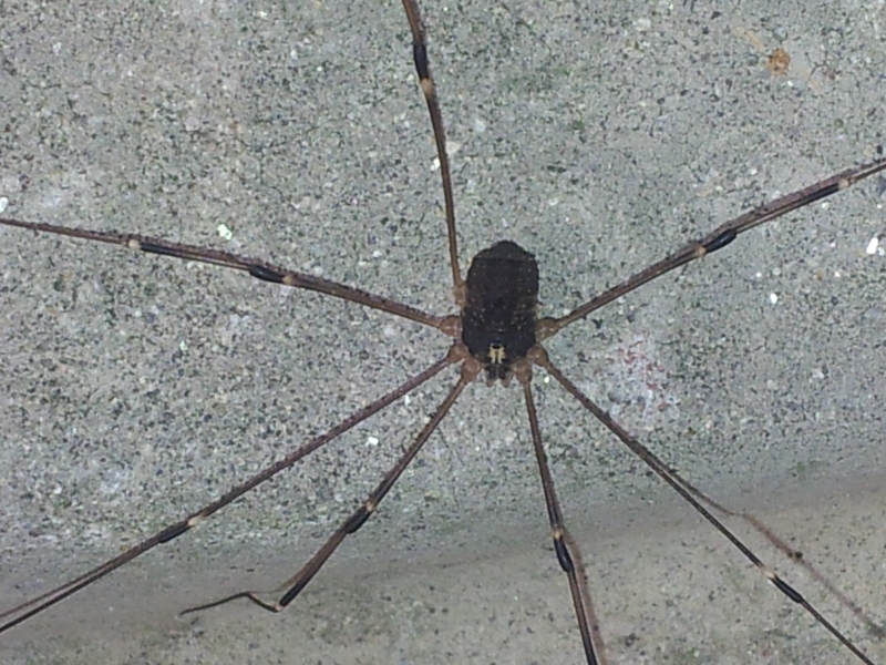 [옛사진] 등가시장님거미 (Gagrella grandis); DISPLAY FULL IMAGE.