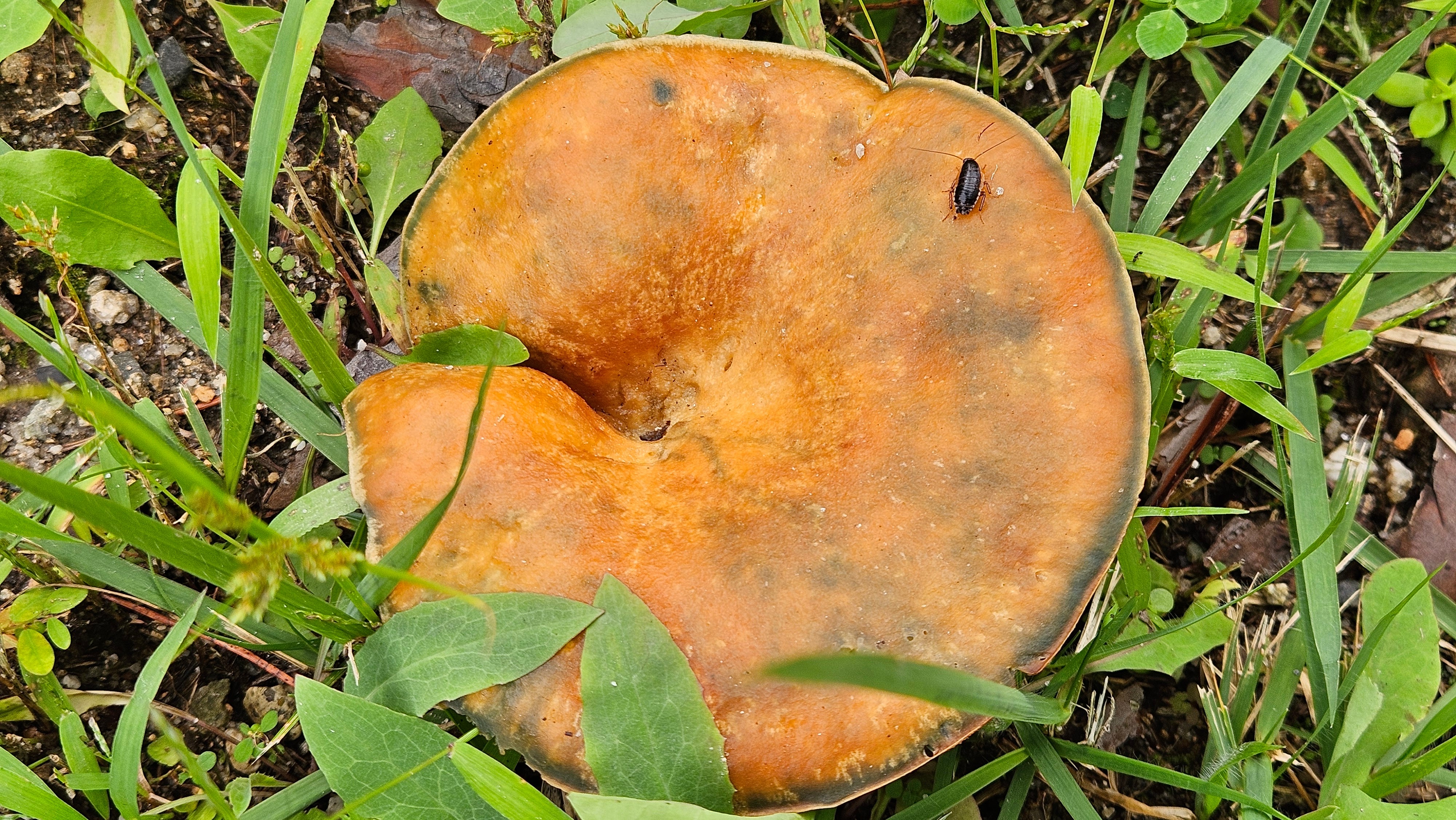 큰 버섯위의 산바퀴 (Blattella nipponica) 유충; Image ONLY