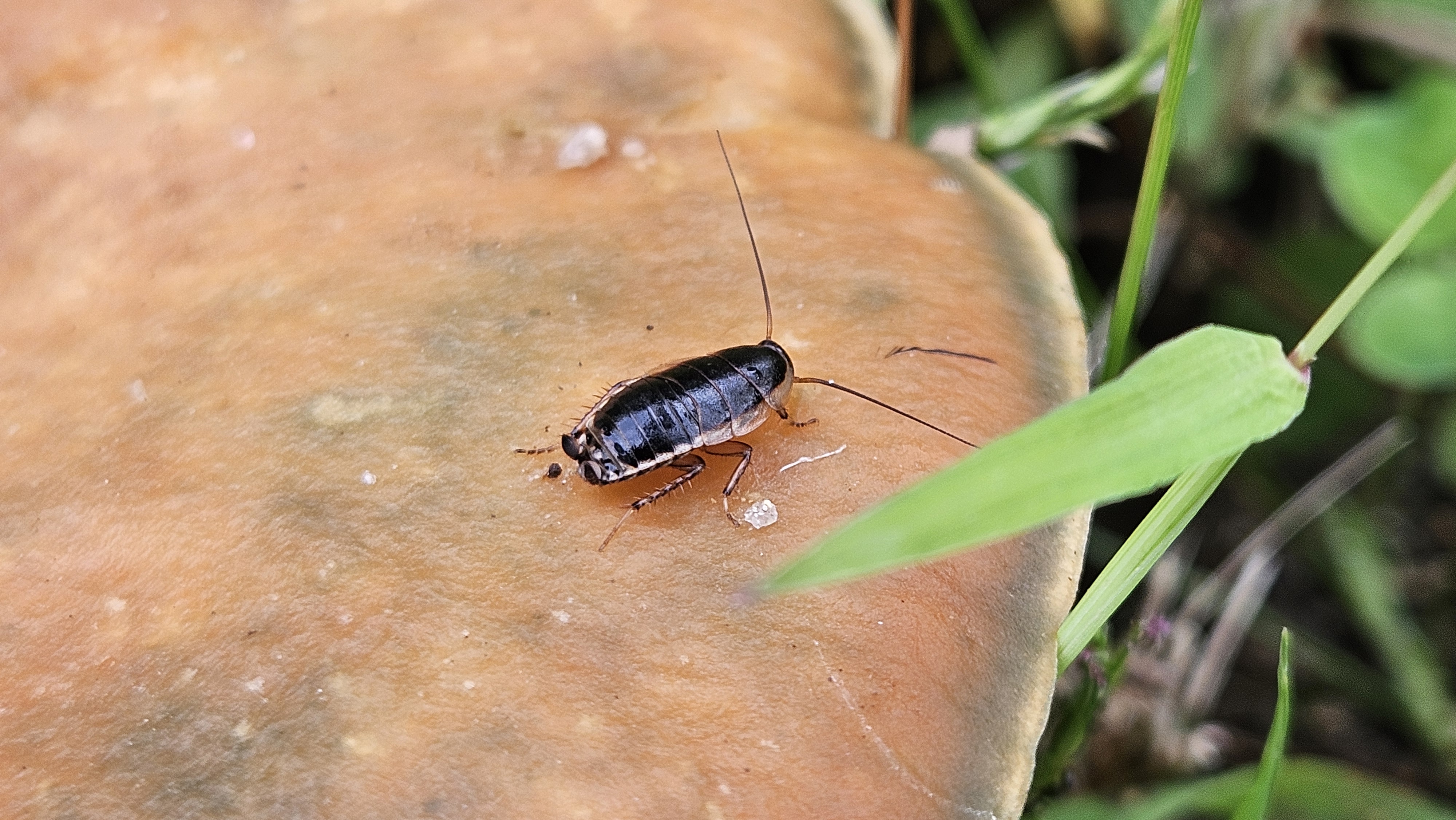 큰 버섯위의 산바퀴 (Blattella nipponica) 유충; Image ONLY
