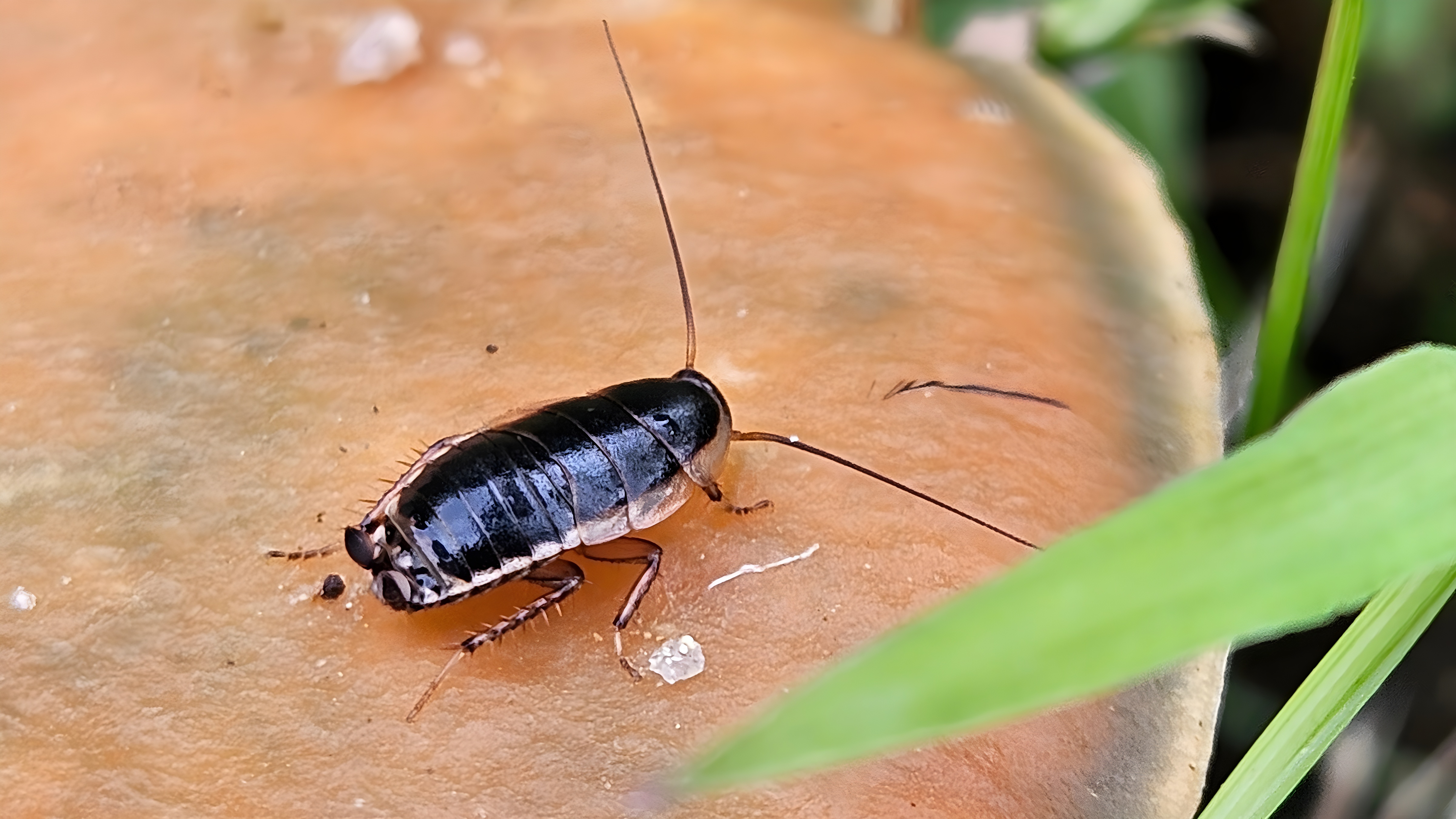 큰 버섯위의 산바퀴 (Blattella nipponica) 유충 (부분확대); Image ONLY