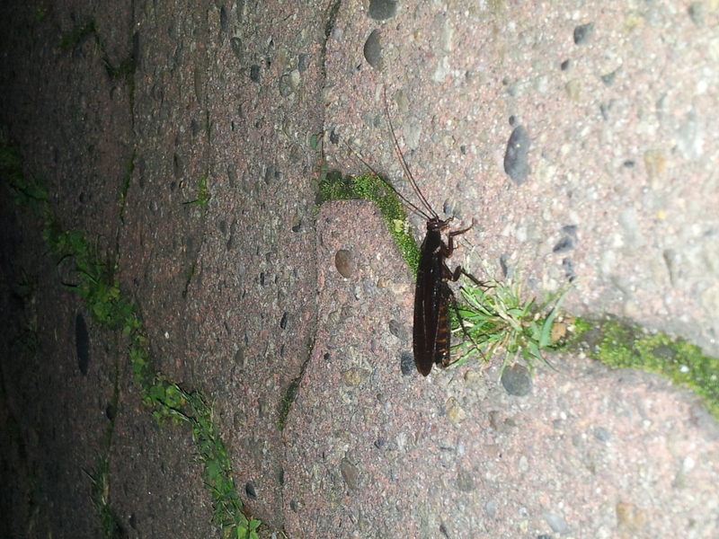 [옛사진] 이질바퀴 (Periplaneta americana) (추정); DISPLAY FULL IMAGE.