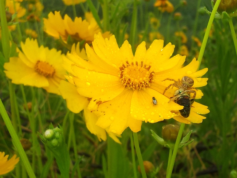 [옛사진] 꿀벌을 사냥한 풀게거미 (Xysticus croceus); DISPLAY FULL IMAGE.