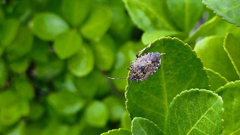 사철나무에 앉은 썩덩나무노린재 (Halyomorpha halys); DISPLAY FULL IMAGE.