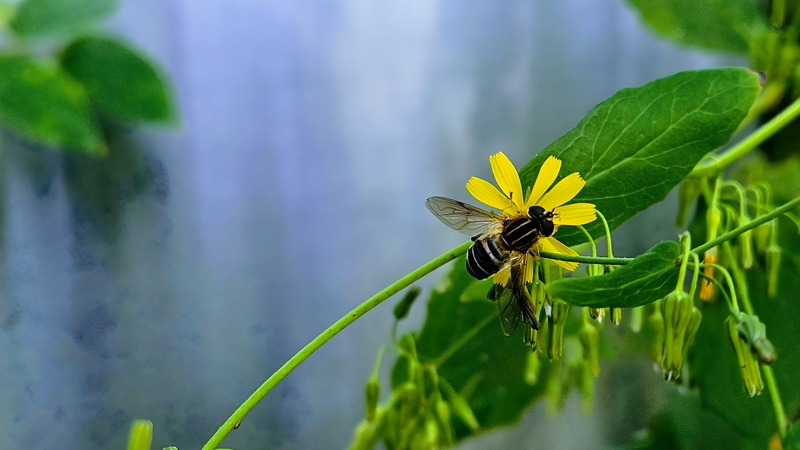 개보리뻉이 꽃의 수중다리꽃등에 (Helophilus virgatus); DISPLAY FULL IMAGE.