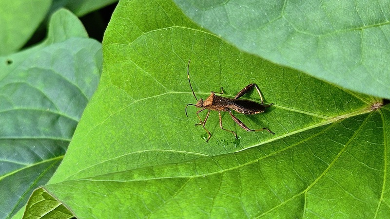 콩잎의 톱다리개미허리노린재 (Riptortus clavatus); DISPLAY FULL IMAGE.