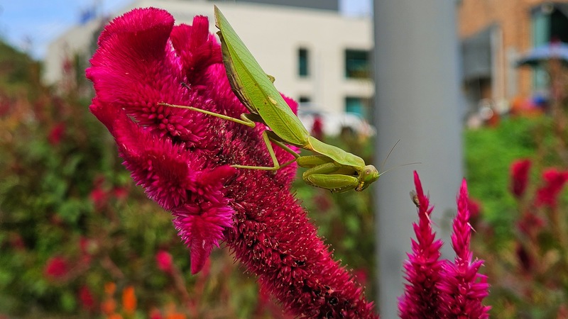 맨드라미 꽃의 넓적배사마귀 (Hierodula patellifera); DISPLAY FULL IMAGE.