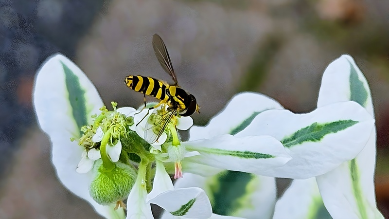 설악초 꽃의 쟈바꽃등에 (Allograpta javana) (부분확대); DISPLAY FULL IMAGE.