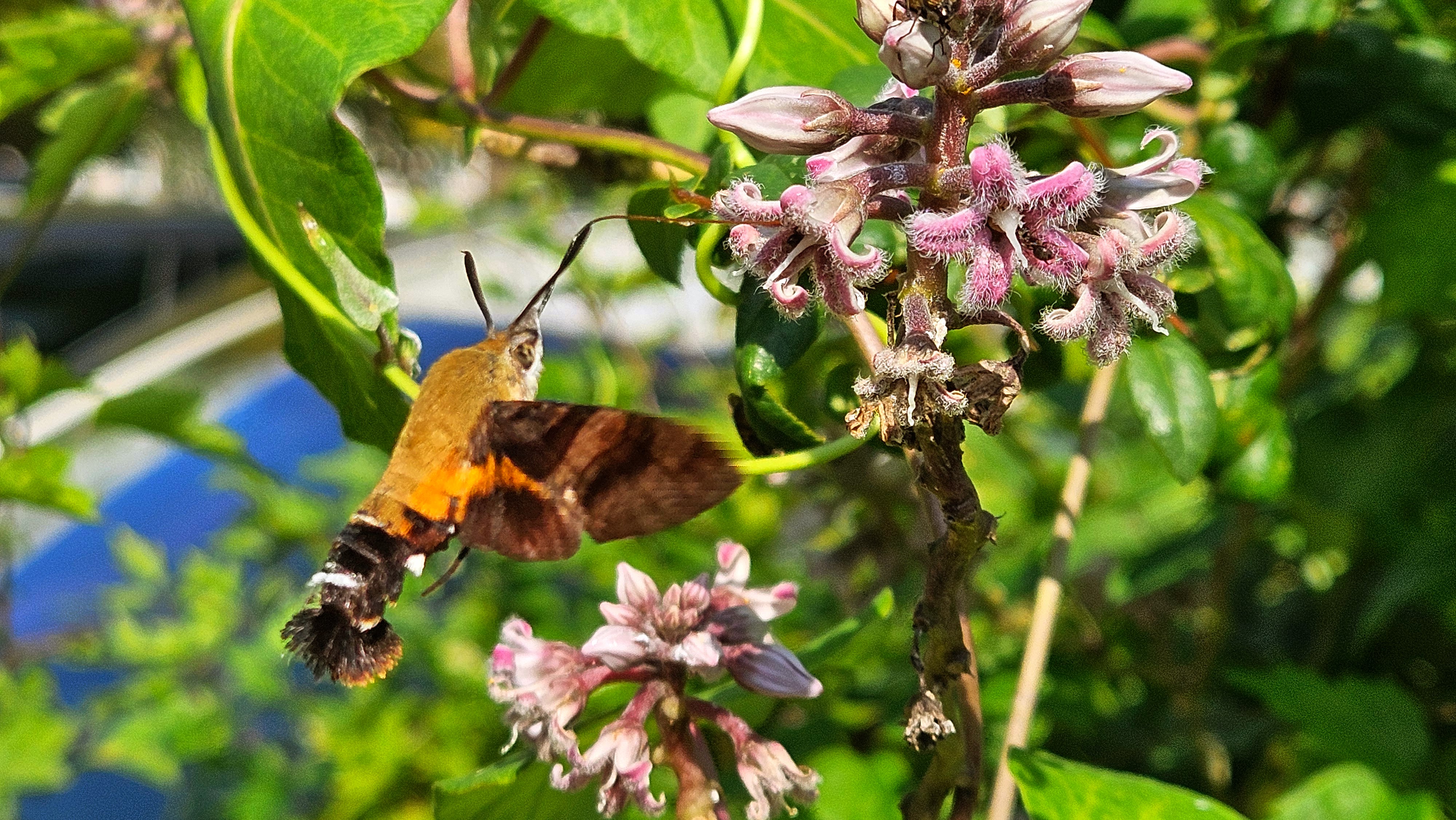 박주가리 꽃의 검은꼬리박각시 (Macroglossum saga) (추정); Image ONLY