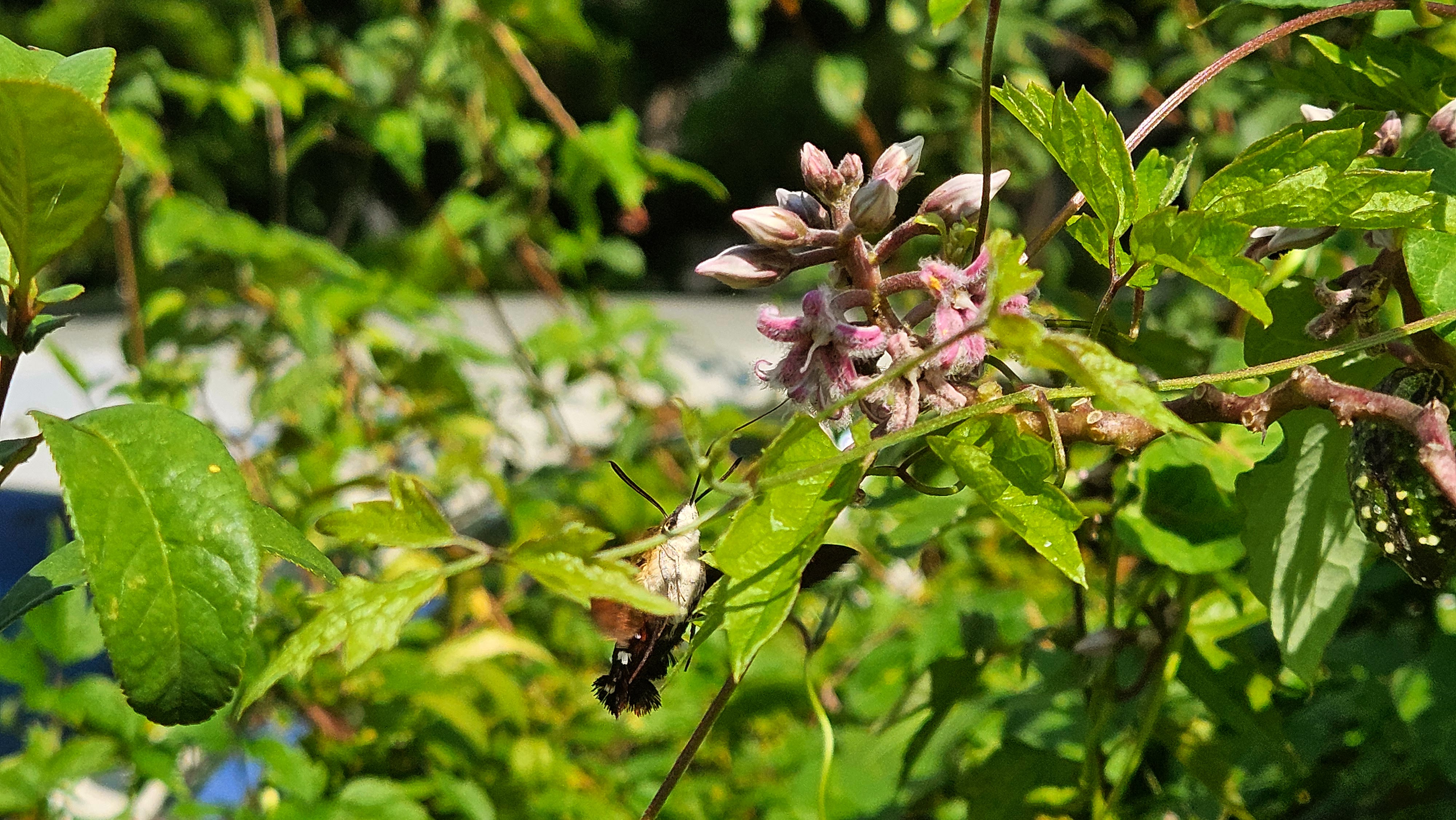 박주가리 꽃의 검은꼬리박각시 (Macroglossum saga) (추정); Image ONLY