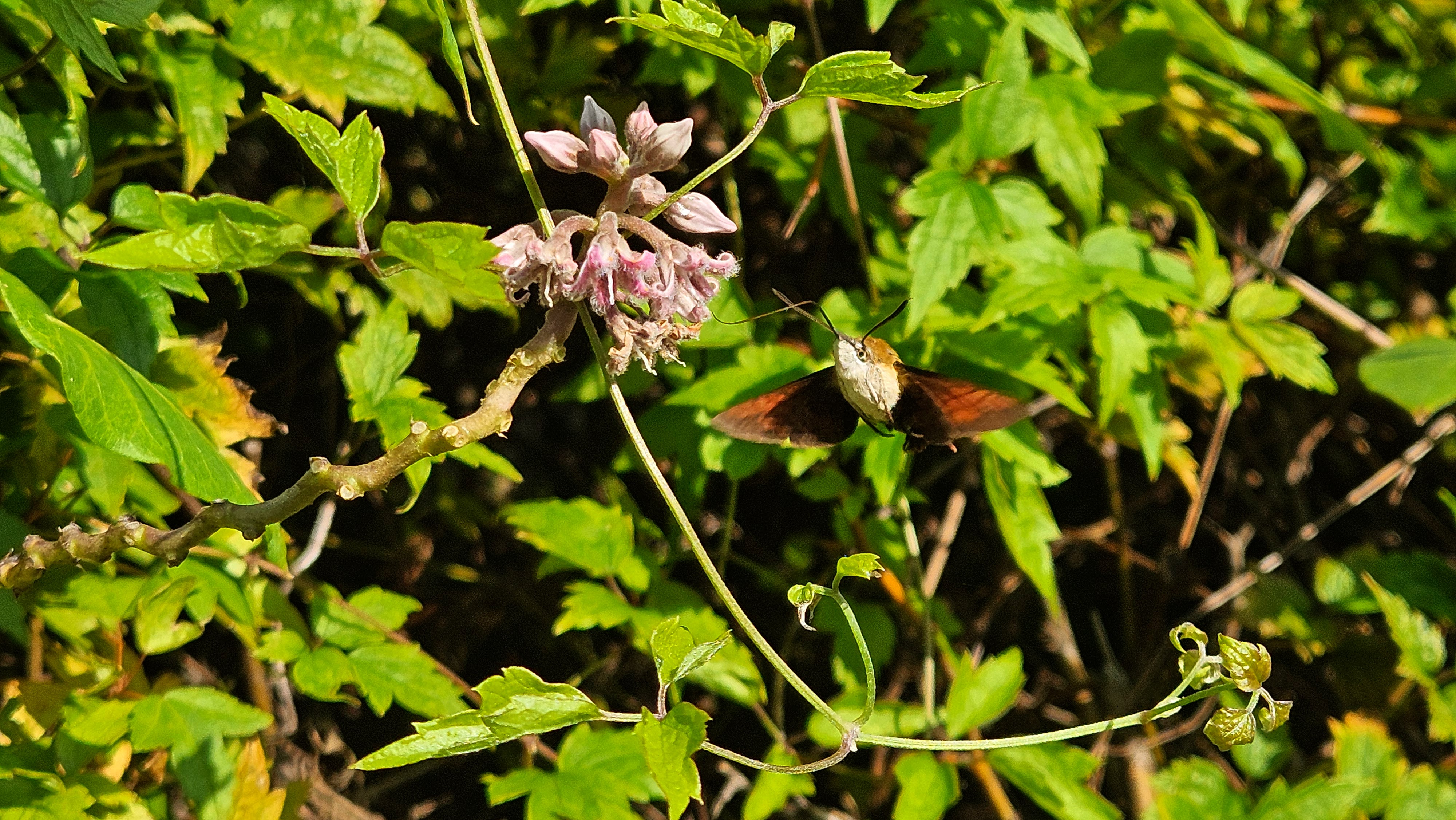 박주가리 꽃의 검은꼬리박각시 (Macroglossum saga) (추정); Image ONLY