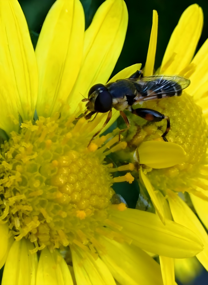 [옛사진] 들국화꽃의 알통다리꽃등에 (Syritta pipiens); DISPLAY FULL IMAGE.
